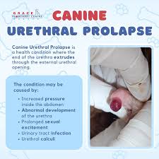 Image result for Urethral Prolapse