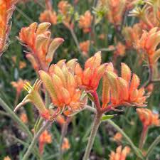 Image result for Anigozanthos