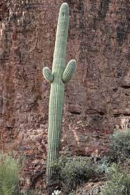The saguaro cactus is composed of a tall, thick, fluted, columnar stem, 18 to 24 inches in diameter, often with several large branches (arms) curving upward in the the saguaro often begins life in the shelter of a nurse tree or shrub which can provide a shaded, moist habitat for the germination of life. Saguaros Tonto National Monument U S National Park Service