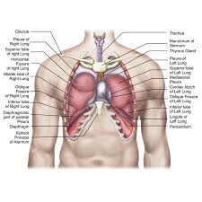 Anatomy Of Human Lungs In Situ Canvas Art Stocktrek Images 16 X 14 Human Lungs Human Body Anatomy Human Anatomy