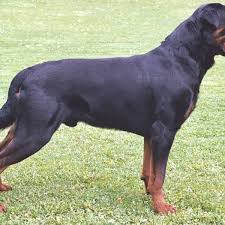 We did not find results for: The Truth About Dog Tail Docking Pethelpful