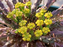 Image result for Monadenium spinulosum