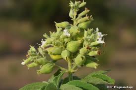 Image result for Hoslundia opposita