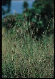 Image result for Chloris roxburghiana