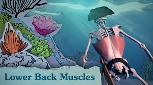 Lumbar spine lower back and superficial muscles the muscles of the lower back help stabilize, rotate, flex, and extend the spinal column, which is a bony tower of 24 vertebrae that gives the body. Drawing Lower Back Muscles Anatomy Motion Youtube