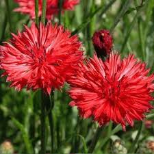 Germination time is 7 to 14 days. Cornflower Seeds Tall Red Flower Seeds In Packets Bulk Eden Brothers