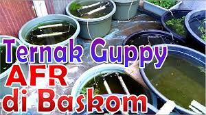 Di dalam dunia ternak, pendederan dijadikan sebagai istilah dalam proses pelepasan serta penyebaran benih untuk melakukan pembesaran sementara. Cara Ternak Ikan Guppy Afr Di Ember Baskom Youtube