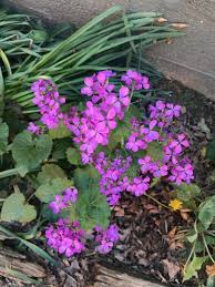 Weeds with purple flowers in nc. Habitat At Home What S That Weed Conserving Carolina