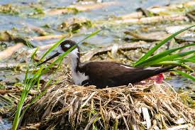 Black-necked stilt