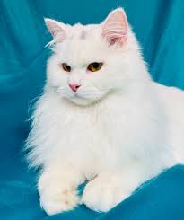 Meet Barbie 🤍 she is a white Siberian cat. Not to be mistaken for a Neva  Siberian. Barbie is more rare than that 💫 She just arrived to us from  Russia last