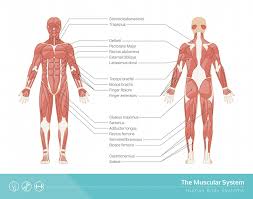 Muscle charts of the huma. Muscular System Definition Function And Parts Biology Dictionary