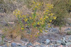 Image result for Heteropyxidaceae