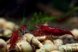 Pin On Aquascape