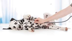 We are guardian veterinary specialists, wehave the best veterinary specialists for your cat, dog or any type of pets. Veterinarian And Animal Hospital Exeter Nh Greenland Veterinary Hospital