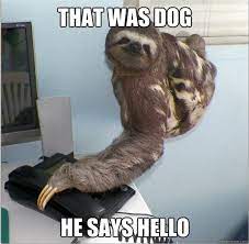 Funny animal memes with captions and funny pictures and be stupid, be dumb, be funny, if that's who you are. 48 Funny Animal Wallpapers With Captions On Wallpapersafari