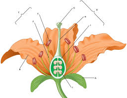 Use it or lose it they say, and that is certainly true when it comes to cognitive ability. Diagram Quiz On Flower Parts