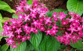 Maybe you would like to learn more about one of these? 11 Jenis Tanaman Hias Bunga Cantik Untuk Indoor Dan Outdoor