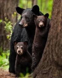 Image result for domestic cat and black bears