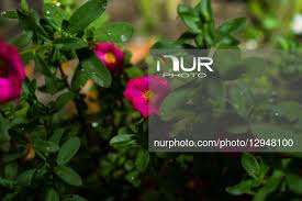 Image result for Portulacaceae