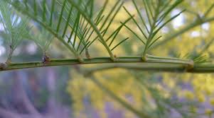 Image result for Acacia decurrens