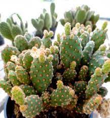 Truth or consequences, new mexico. 140 Cacti Succulents Shrubs Ideas In 2021 Succulents Shrubs Plants