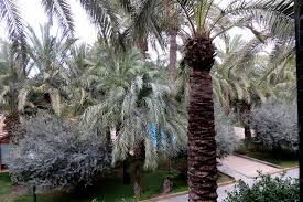 Check spelling or type a new query. Hotel Milenium Fotografia De Port Jardin Milenio Elche Tripadvisor