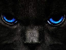 unseelie familiar spirit cat with blue eyes eyes wallpaper black and blue wallpaper