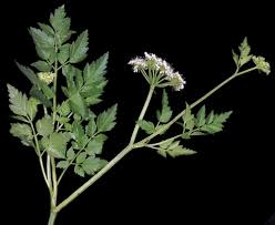 Image result for Oenanthe