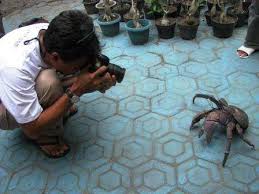 Bentuk kentos bulat, dan terletak di dalam daging buah kelapa. Kepiting Kenari Masih Dimakan Di Kepulauan Talaud