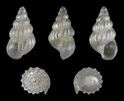 Image result for Faroa pusilla