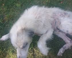 You can also choose from sustainable. Most Likely Cause Of Hair Loss In Dogs Pets Stack Exchange