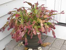 Let the plants dry out between waterings. Changing A Thanksgiving Cactus Into A Christmas Cactus A Chilling Tale Acorns On Glen