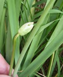 Image result for Nothoscordum borbonicum