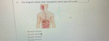 12 photos of the smooth muscle diagram. Solved 5 The Diagram Below Best Represents Which Type Of Chegg Com