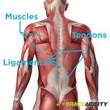 The back anatomy includes the latissimus dorsi, trapezius, erector spinae, rhomboid, and the teres major. Torn Pulled Strained Back Muscles What You Didn T Know