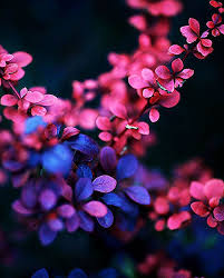 Download flowers nature images and photos. The Pink Beauty 2 By Dmitriyphoto Beautiful Flowers Wallpapers Pink Flowers Wallpaper Flower Wallpaper