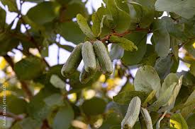 Image result for Hymenaea