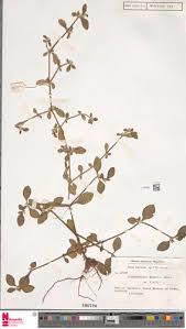 Image result for Alternanthera tenella