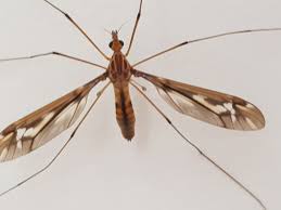 Ezequiel lobo, a man from argentina, shared the photo on twitter last week, where it has left many look at the size of the mosquito that just came in through my window, he wrote, according to a. Large Crane Flies Family Tipulidae Inaturalist Nz