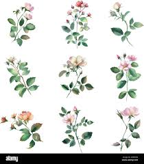 Image result for Rosaceae