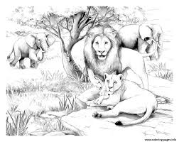 From lion cubs, to lions with great manes, to pictures of lions with other african animals, these lion coloring pages for kids have the big cat covered! Adult Africa Lions Coloring Pages Printable