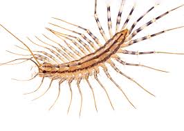 This is designed to provide you with. Ultrasonic Pest Repeller Centipedes Pest Control Diagram