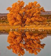 Populus section aigeiros is a section of three species in the genus populus, the poplars. Populus Sect Aigeiros Wikipedia