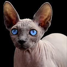 The sphynx is of medium size and body conformation with surprising weight for its size. Die Einen Lieben Sie Die Anderen Finden Sie Seltsam Die Sphynx Katze Katzen Veranstaltungen