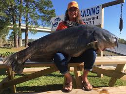 Georgetown lake has been producing recently for some anglers. Monster South Carolina Record 113 8 Pound Catfish Caught On Lake Moultrie By Anderson Woman News Postandcourier Com