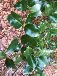 Image result for Psydrax fragrantissima