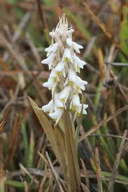 Image result for Zeuxine