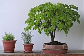 Maße :36 x 29 x 8 cm. Teebaum 20 Samen Leptospermum Brachyandrum Bonsai Garten Amazon De Garten