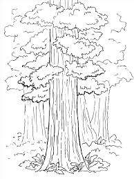 Christmas coloring pages for kids & adults to color in and celebrate all things christmas, from santa to snowmen to festive holiday scenes! Printable Giant Redwood Trees Coloring Page For Both Aldults And Kids