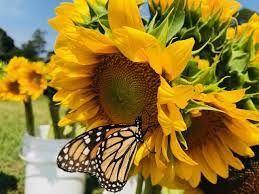 The north fork sunflower maze; The North Fork Sunflower Maze North Fork Chips The Most Delicious Kettle Cooked Chips
